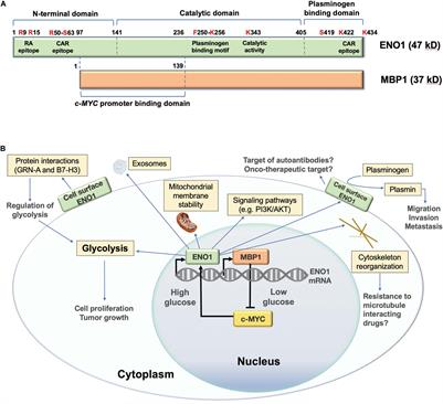 Alpha-Enolase: Emerging Tumor-Associated Antigen, Cancer Biomarker, and Oncotherapeutic Target